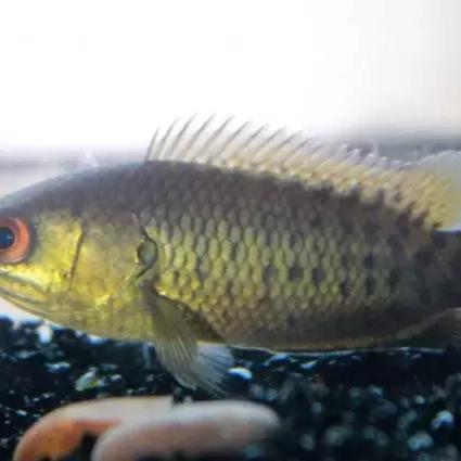 澳门天天彩与狼披羊皮、蛇藏龟壳，团队协作机制与建设的深度解析