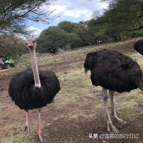 新款羚羊车售价曝光！你准备好迎接新的驾驶体验了吗？